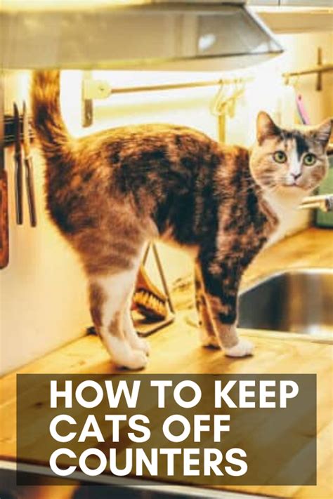 The domesticated ones have even found a home in neighborhoods while others continue to thrive in the wild. How to Keep Cats Off Counters in 2020 | Pretty cats, Funny ...