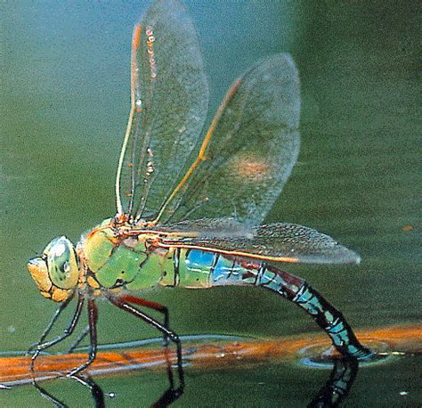 They serve as pest control since they prey on mosquitoes, flies, termites, ants, and. Odonata: Dragonflies and Damselflies | Damselfly ...