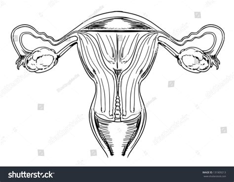 It produces the female egg cells necessary for reproduction, called the ova or oocytes. Diagram Internal Female Anatomy - Anatomy Of Female ...