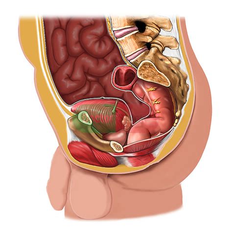 The ovaries are a pair of small glands about the size and shape of almonds, located on the left and right sides of the pelvic body cavity lateral to the. 43080DS.JPG | Doctor Stock