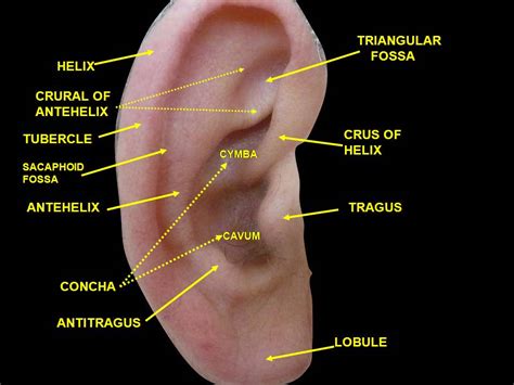 Ear piercings from blue banana. Do You Single, Double or Triple? A Helix Piercing Guide ...