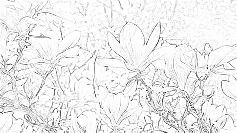 This sale is for a pdf coloring page. Magnolia coloring page - Mimi Panda