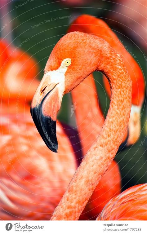 Flamengo exige manter percentual de gerson em caso de futura venda do meia. Flamingo rot Tier orange - ein lizenzfreies Stock Foto von ...