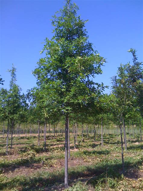 Hardiness zones of europe (i.redd.it). QUERCUS NUTTALLII, Nuttall Oak | Scenic Hills Nursery