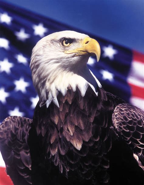 Adelaars leven op elk werelddeel, behalve in antartica. American Eagle Day | Bald eagle, Eagle wallpaper, Eagle images