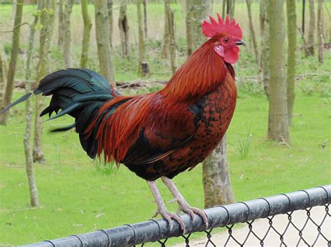 Gambar animasi hewan yang lucu gambar hewan. Membunuh Ayam Tetangga Yang Mengotori Masjid, Bolehkah?