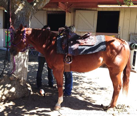 This is a teaser clip accompanying the photo series ride that pony which can be found at simonbolz.com. Horse Tail Comes Full Circle #Story - Finding Our Way Now