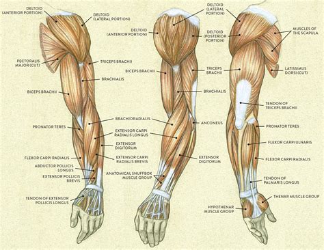 Terms such as flexor (flex the arm), extensor (extend the arm), abductor (move the arm laterally away from the torso), and adductor (return the. Muscles of the Arm and Hand - Classic Human Anatomy in ...