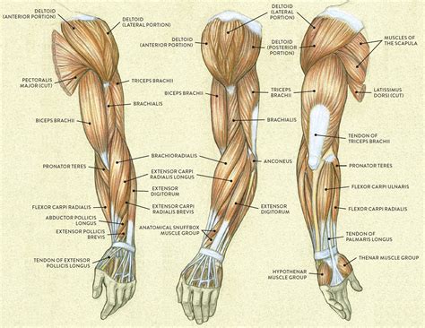 Well there are two muscles which bend the arm: Muscles of the Arm and Hand - Classic Human Anatomy in ...