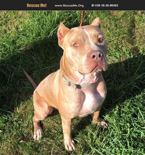 Loganton is located at 41°02′15″n 77°18′30″w / 41.0375°n 77.30833°w / 41.0375; ADOPT 20102600403 ~ Pit Bull Rescue ~ Benton, PA