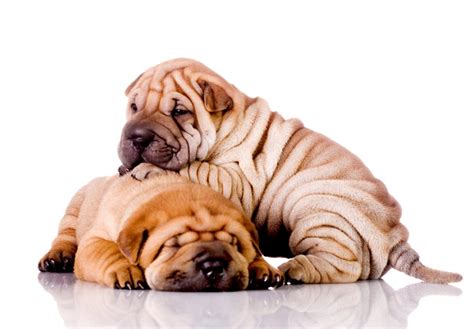 Find the perfect puppy for you and your family. Chinese Shar-Pei (Shar-Pei) Puppies For Sale - AKC PuppyFinder