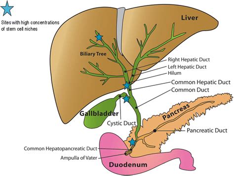 Learn about biliary tree with free interactive flashcards. Stem Cell Populations Giving Rise to Liver, Biliary Tree ...