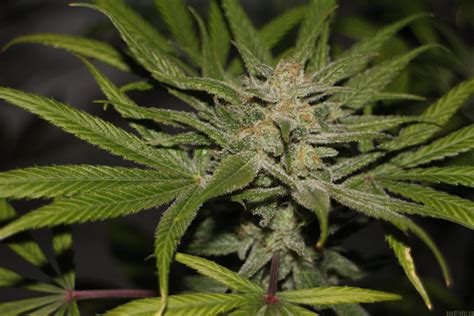 If you are a newbie, an intermediate, or a professional cannabis cultivator, getting the best marijuana seeds would be the top priority for you. Galería de Variedades: 00 Kush (00 Seeds Bank) PIC ...