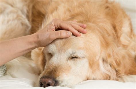 Von allein lernt ein welpe nicht, dass es einen unterschied dazwischen gibt, sein damit dein hund/ welpe stubenrein wird, musst du einige dinge beachten. Filariose beim Hund - Wurmkrankheit aus dem Süden