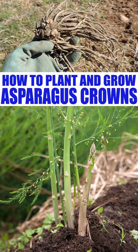 Asparagus is best planted in early spring or fall, and can be grow in all areas and all types of soil! How to Plant Asparagus Crowns and Grow Asparagus For Years ...