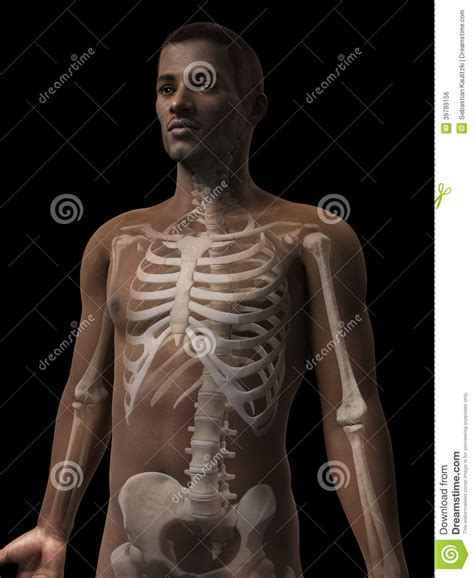 Welcome to the human anatomy and physiology page. Man anatomy - skeleton stock illustration. Illustration of ...