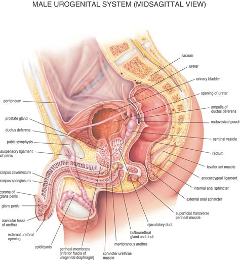 The sides of the male pelvis converge from the inlet to the outlet, whereas the. Female Anatomy Side View Diagram Male Reproductive System ...