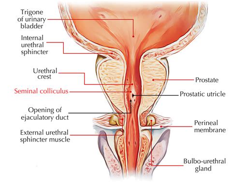 The prostatic urethra, the widest and most dilatable part of the urethra canal, is about 3 cm long. Easy Notes On 【Verumontanum or Seminal Colliculus】 - Earth ...