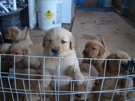 We have 9 sweet pups ready to go to their furever homes beginning 11/29/2020! Golden Retriever Puppies For Sale | Wake Forest, NC #176513