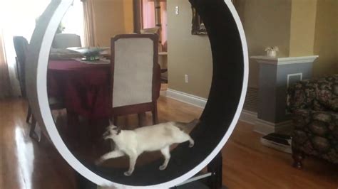 Maybe you would like to learn more about one of these? Treadmill for pregnant Balinese cats (hypoallergenic ...