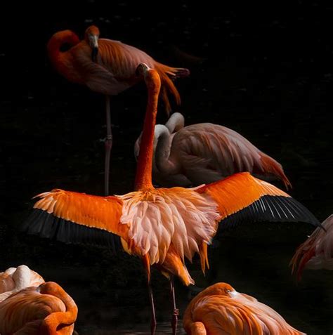 Book pink flamingo, port douglas on tripadvisor: Think pink... | Flamingo, Beautiful birds, Pink flamingos