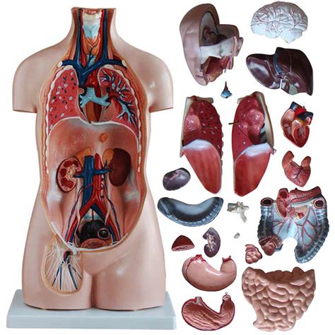 A diagram of the human body organs human body anatomy internal organs. Professional Human Torso Model 85cm Sexless Torso 20 Parts ...