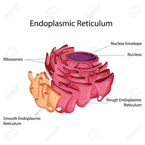 Rough er contains attached ribosomes while smooth er does not. Smooth Endoplasmic Reticulum (@vote_4_SER) | Twitter