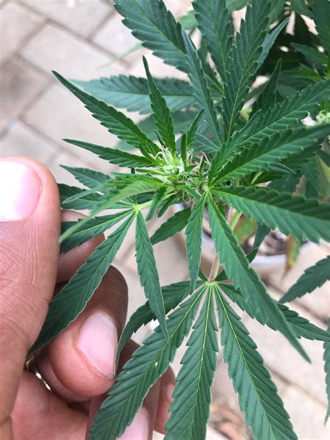 Flowers that grow in winter in south africa. So in South Africa outdoor cannabis starts to flower in ...