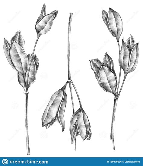 Wilted flower drawing by the nature of things, released 01 january 2005 1. Sketch of wilted flowers stock illustration. Illustration ...