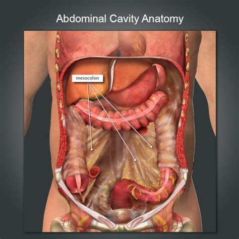 Dec 09, 2018 · it is located on the right side of the abdomen. Abdominal Anatomy - Abdominal Anatomy at University of ...