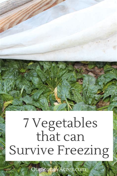 If it hits 32 degrees f in your garden, these plants will be brown and dead in the morning. 7 Vegetables that can Survive Freezing | Year Round ...