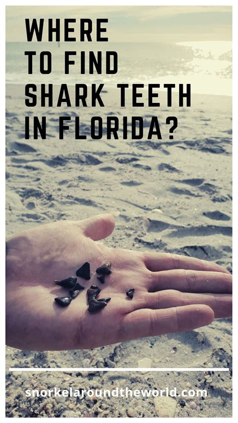 We are a premium surrogacy service that matches surrogates and intended parents both here in the united states and internationally. Where and how to find shark teeth in Florida (With images ...