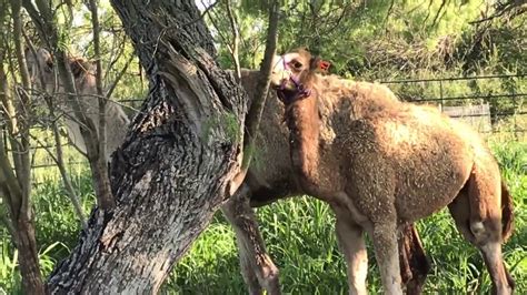 Look through examples of camel translation in sentences, listen to pronunciation and learn grammar. Persia and Donato, our Dromedary Camels - YouTube