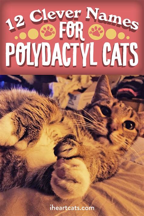 We have shared lots of clever cat names in our opinion clever cat names is always a great idea. 15 Clever Names For Polydactyl Cats | Polydactyl cat, Cat ...