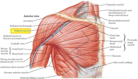 In this lesson, we look at the muscle. Deltoid muscle anatomy, fibers, function and action of the ...