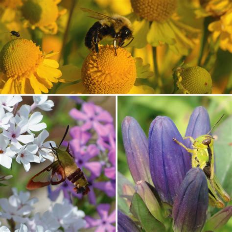 Maryland department of agriculture plant protection and weed management section not native to the united states, but colonies of these. 190614.Choose-native-plants-pollinators | Prairie Moon Nursery