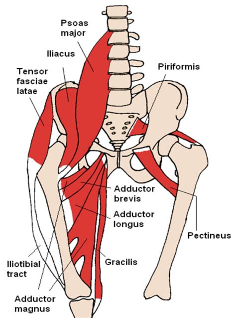 Groin muscle anatomy diagram (with images) | hip flexor. Anatomy of groin and adductors