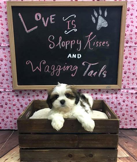 Stop by petland to find your dream puppy today! All About Puppies in Largo - Home | Facebook