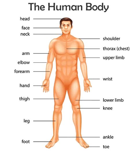 Revise animals and body vocabulary, practice structures, for example, the giraffe has got a long neck and four legs. VOCABULARY - The Human Body - ENGLISH - Your Way!