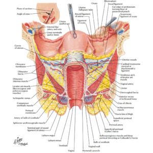 Uterus and ovaries, organs of female reproductive system. Female Anatomy: The Functions of the Female Organs - HERS ...