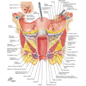 What are the typical positions of the uterus? Female Anatomy: The Functions of the Female Organs - HERS ...