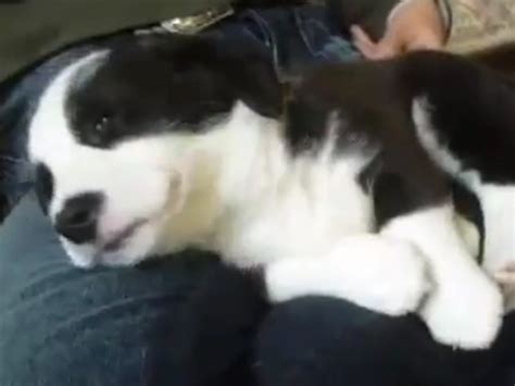 Dog hiccups are normally harmless and rarely serious. Corgi Puppy Tries to Sleep Through the Hiccups VIDEO