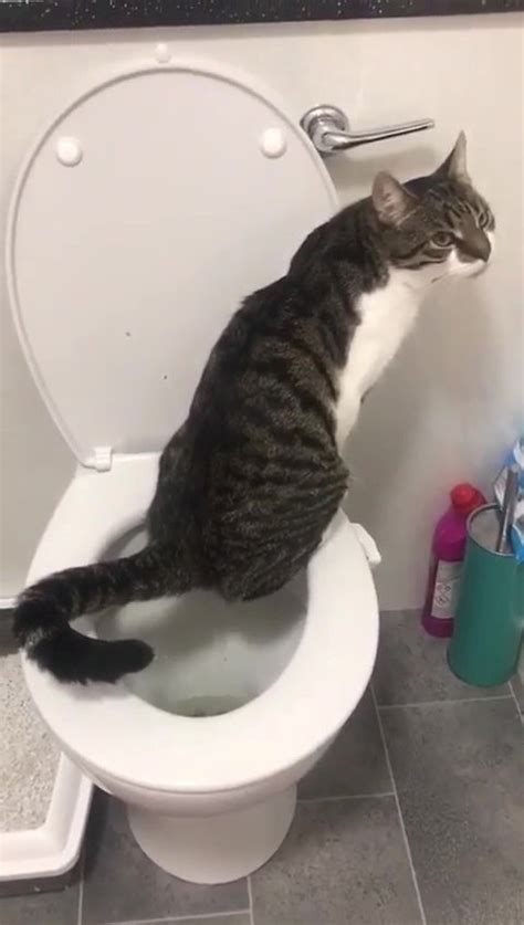 Teaching a cat to use a human toilet. Cat ditches litter tray and pees in a toilet like a person ...