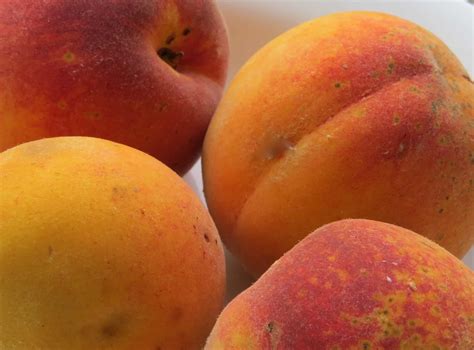 Growing contender peaches is easy, and the tree's mature height of 10 to 15 elberta is a common variety prized for its sweet flavor and large fruit size. Contender Peach | Peaceful Heritage Nursery