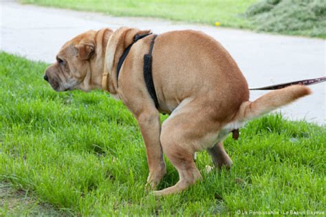 Même si je suis amoureux de ma petite amie, je n'ai pas pu m'empêcher d'être faible aujourd'hui. photo de chien qui bande - Photos de nature