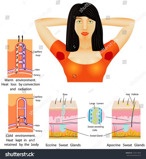 Reddit has some pretty strong opinions. Armpit Sweat Armpit Sweating Beauty Female Stock Vector ...