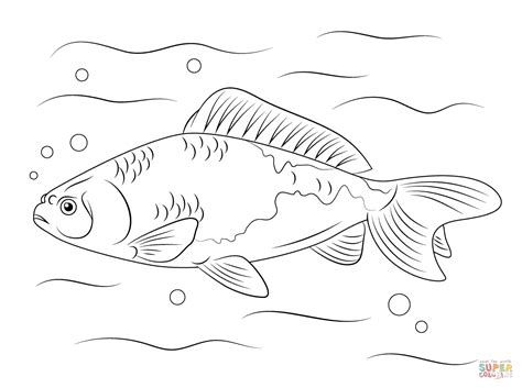 Ikan jenis ini bisa dibilang paling bagus dan dapat dijual dengan harga yang mahal. Kumpulan Mewarnai Sketsa Gambar Ikan Mas Koki - Desain ...