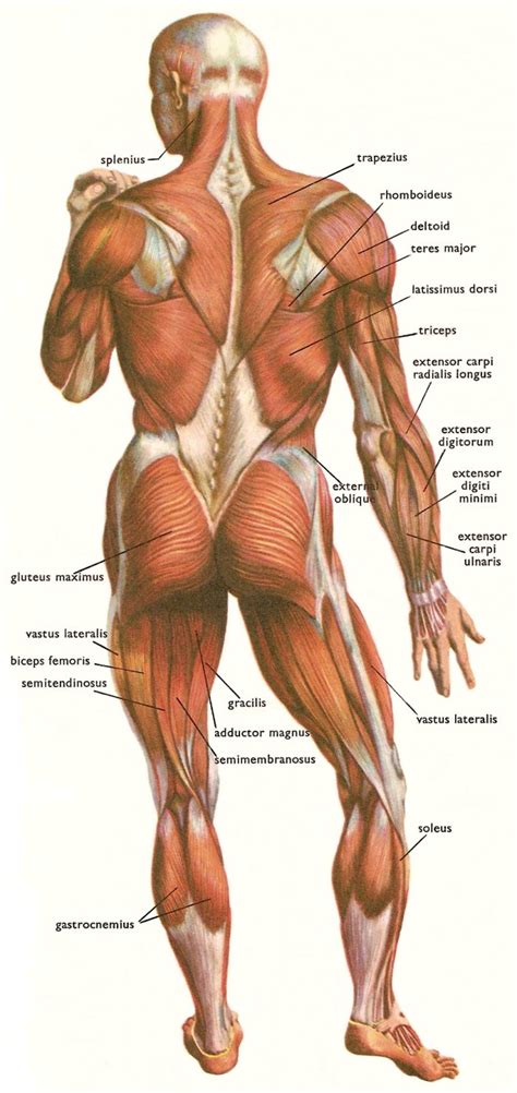 Muscle is a tissue in animal bodies. ANATOMY - PERSONAL TRAINING ( by Massimo Avidano)