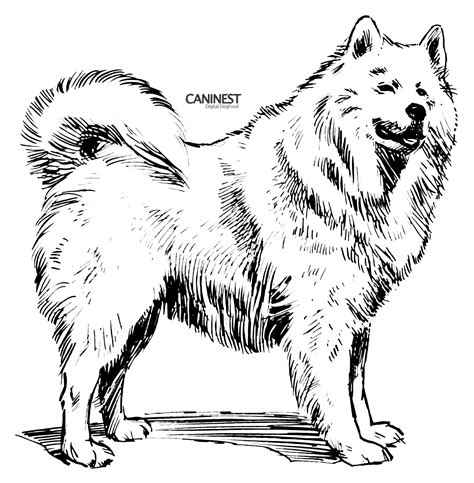 Select from 35919 printable crafts of cartoons, nature, animals, bible and many more. Simple Dog Drawings | Samoyed Coloring Pages