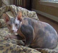 He is due for vaccinations and hasn't had them. for sale sphynx kittens in Houston, Texas